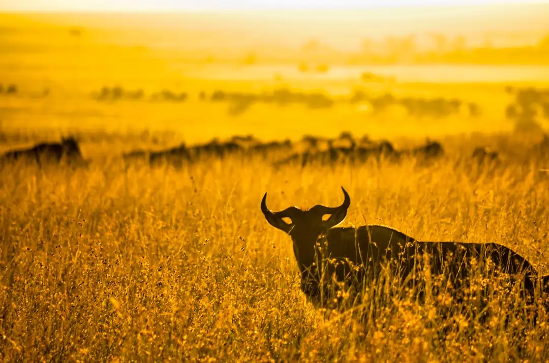 Buffalo sighting in the Mara