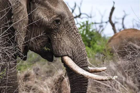 Elephants in Amboseli