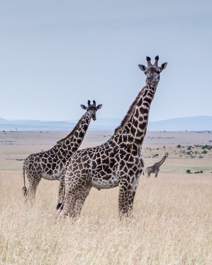Zebra Sighting on Safari