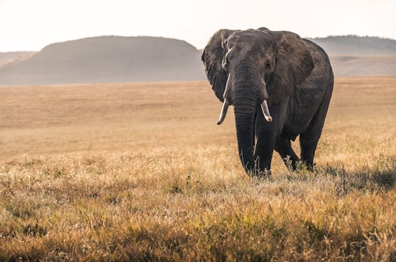 Elephants in Amboseli