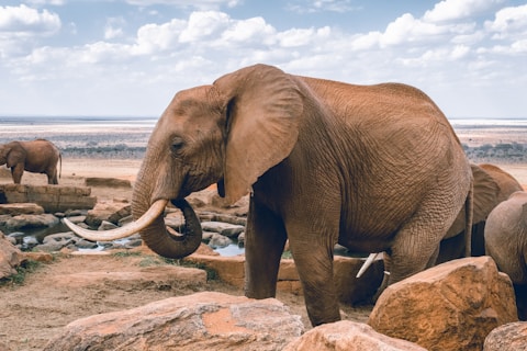Elephants in the Mara