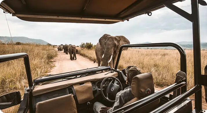 Elephants in the Maasai Mara