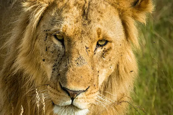 Lioness in the Maasai Mara