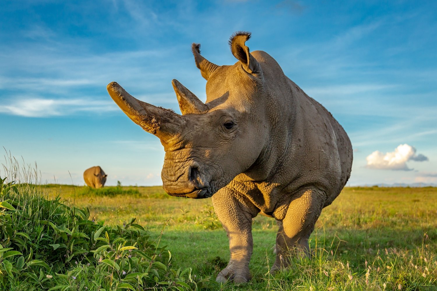 Ol Pejeta Conservancy - Home to the last northern white rhinos on Earth
