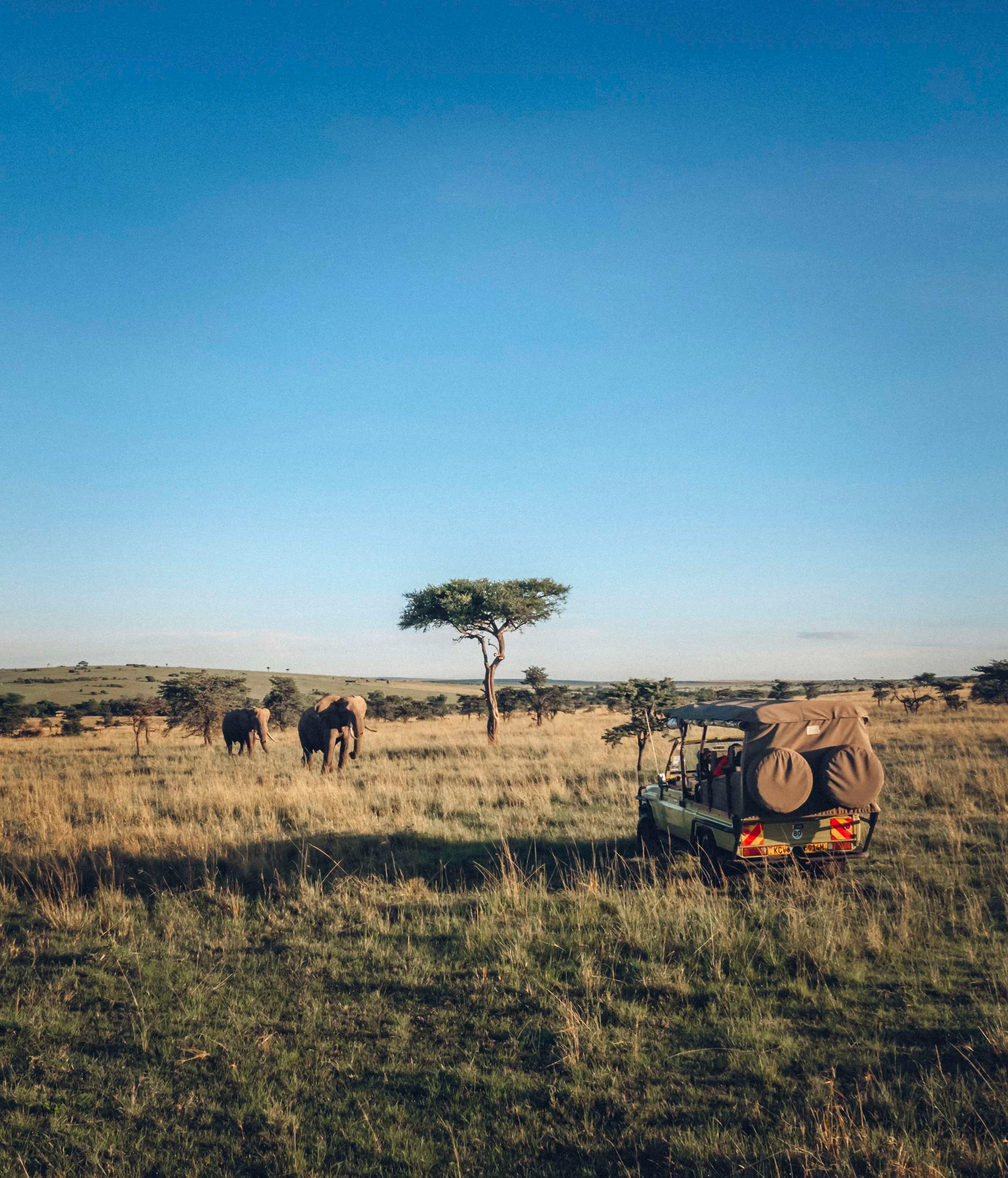Safari vehicle observing elephants across the golden savannah