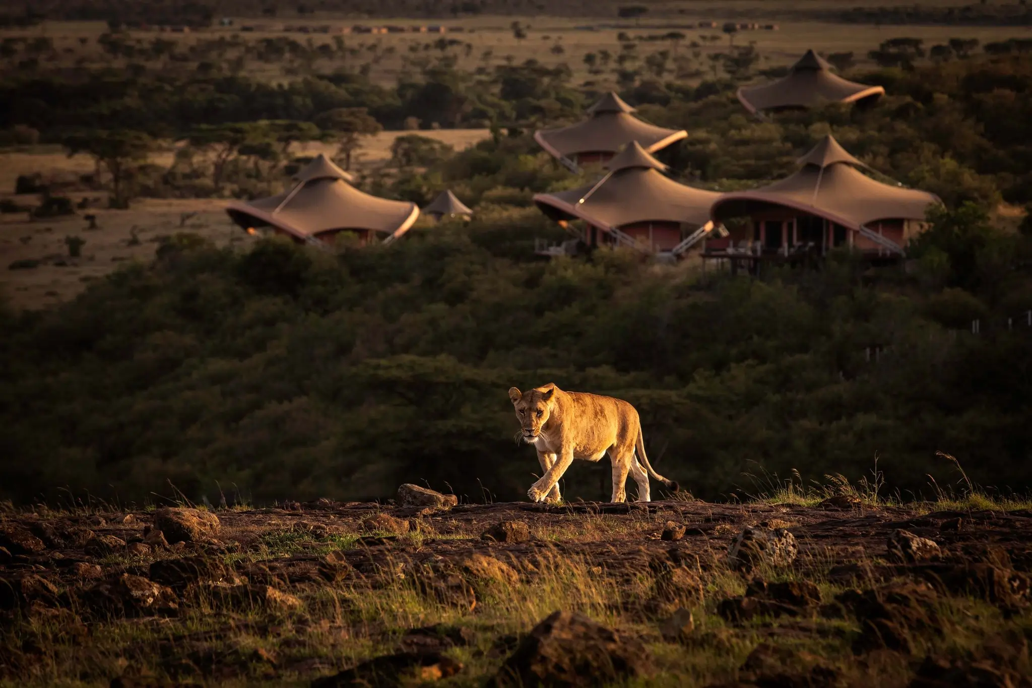 Luxury safari camp overlooking the Masai Mara with elegant tented accommodations