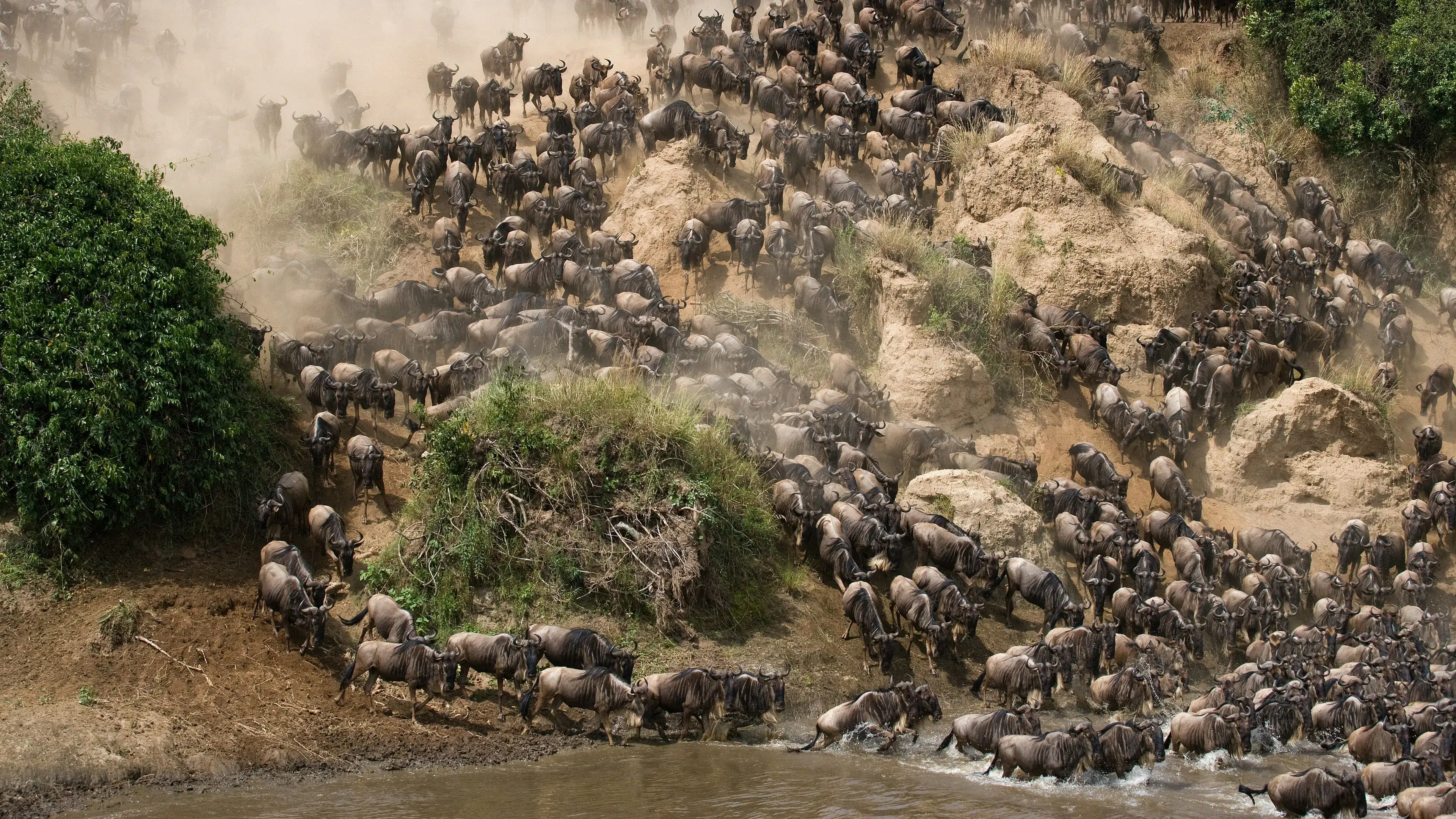 Great Migration wildebeest crossing the Mara River during peak safari season