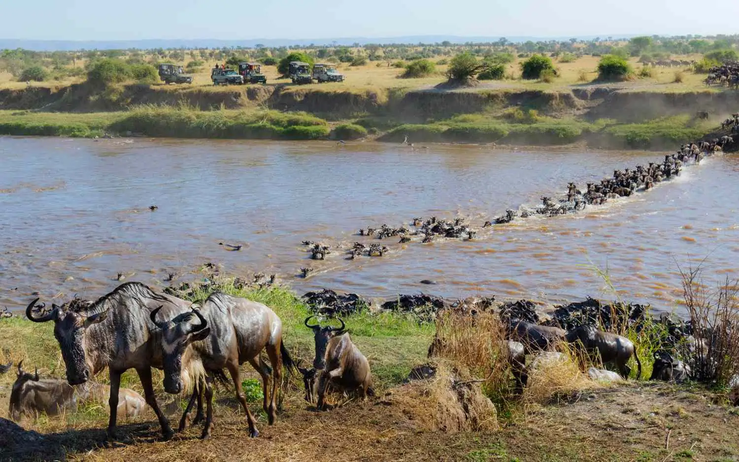 Massive herds of wildebeest crossing the Mara River during peak migration season